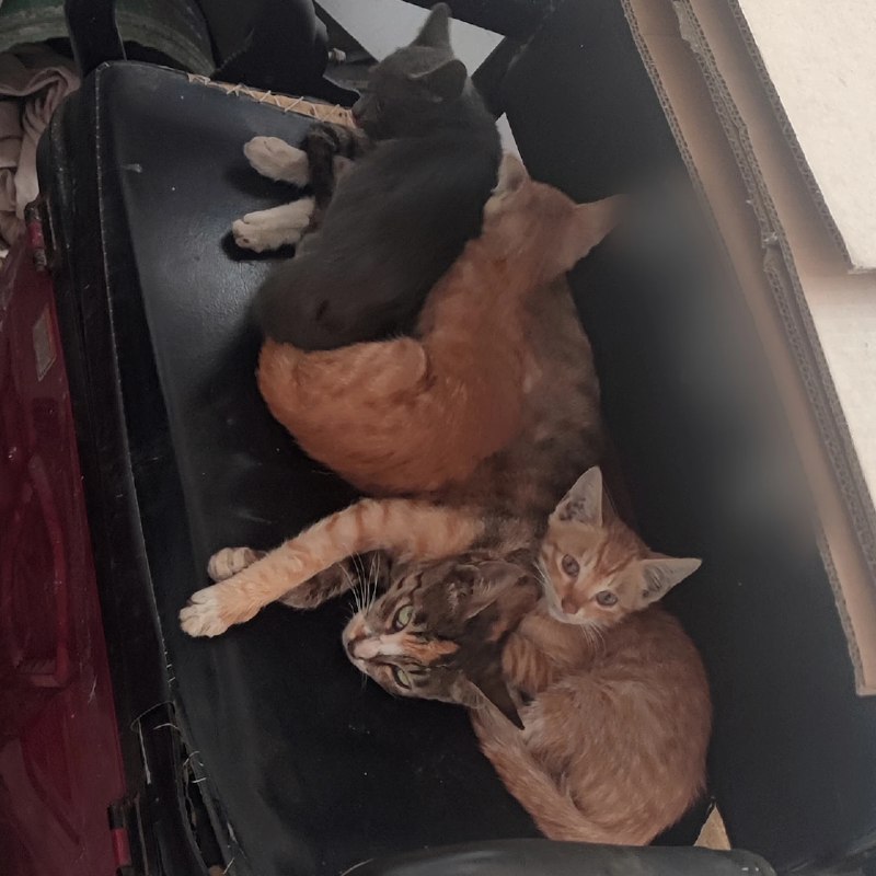 #吐槽长时间不启动的电动车容易长猫via Nostr@cxplay