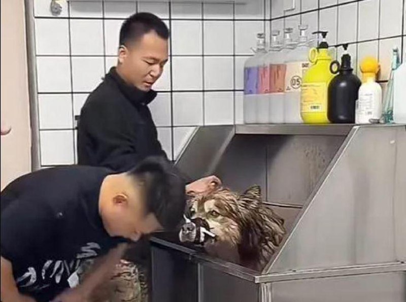 下午察：千万网红靠虐狗发家？