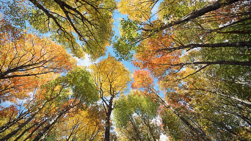 P1(澳大利亚): Boreal forest, Quebec, Canada(加拿大魁北克省的北方森林)P2(加拿大): A canopy of trees in a forest in Prince Edward Island(爱德华王子岛的森林中的树冠)P3(中国): Kindergarteners drawing on canvases in Nantong, Jiangsu province, China(中国江苏省南通市的幼儿园孩子们在画布上作画)澳大利亚 / 加拿大 / 中国, Bing 首页在 10 月 5 日展示的图片. #图片P1(澳大利亚): Boreal forest, Quebec, Canada(加拿大魁北克省的北方森林)P2(加拿大): A canopy of trees in a forest in Prince Edward Island(爱德华王子岛的森林中的树冠)P3(中国): Kindergarteners drawing on canvases in Nantong, Jiangsu province, China(中国江苏省南通市的幼儿园孩子们在画布上作画)澳大利亚 / 加拿大 / 中国, Bing 首页在 10 月 5 日展示的图片. #图片