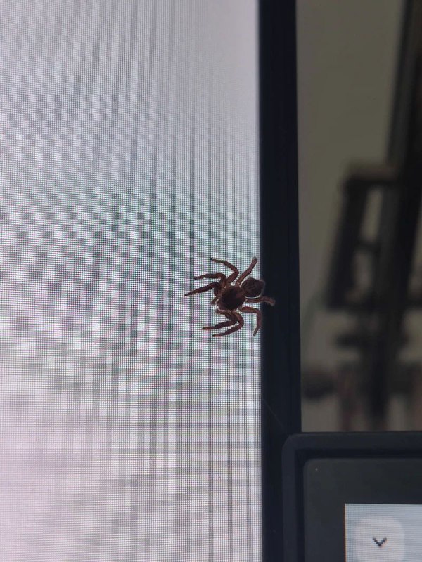 #吐槽In reply to nevent1q…ktfx_________________________不是同一个时间也不是同一个地点, bug 还是找上来了. 这些桌宠有够逼真吧.via Nostr@cxplay