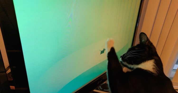 Linux 桌面环境 xfce 的用户报告过一个可能由于软件导致的硬件损坏:由于 xfce 默认的壁纸中包含它的 logo —— 一只老鼠; 很可能导致猫看到 logo 时用爪子抓挠显示器导致损坏...😹来源: Hostloc |OMG! Ubuntu! | xfce.org #noteLinux 桌面环境 xfce 的用户报告过一个可能由于软件导致的硬件损坏:由于 xfce 默认的壁纸中包含它的 logo —— 一只老鼠; 很可能导致猫看到 logo 时用爪子抓挠显示器导致损坏...😹来源: Hostloc |OMG! Ubuntu! | xfce.org #note