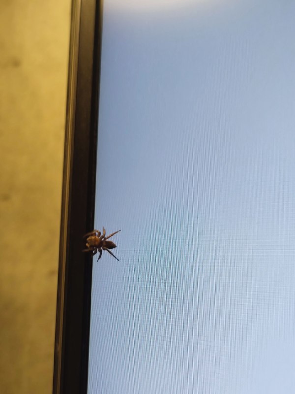 发现一个 bug